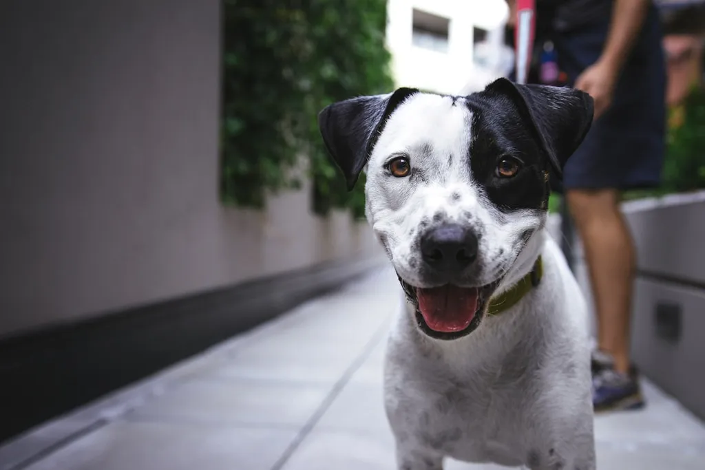 Zawód petsitter - kim jest opiekun zwierząt?